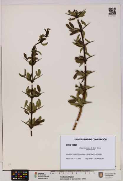 Discaria chacaye [Espécimen: UDEC:CONC:0153824]