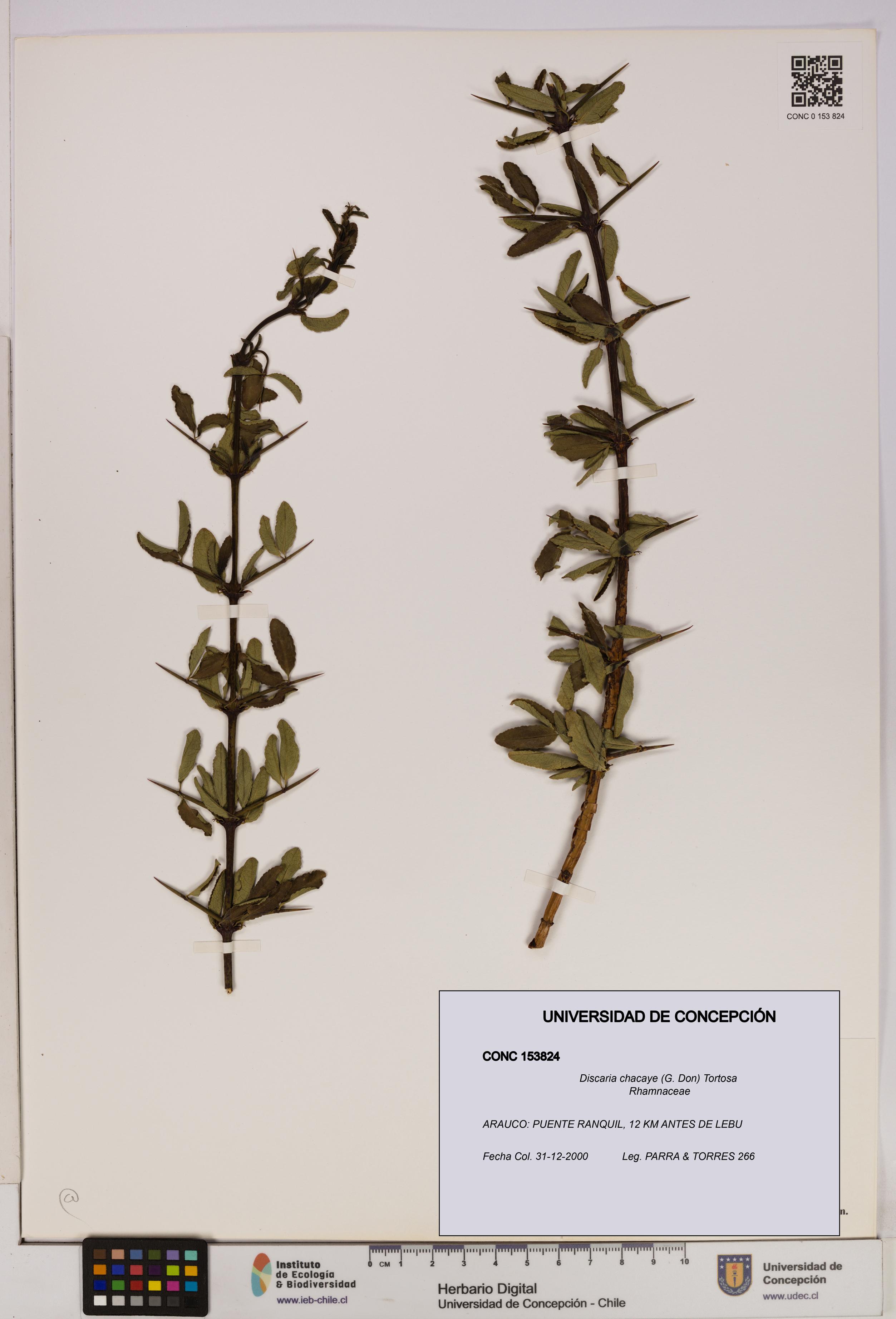 Discaria chacaye [Espécimen: UDEC:CONC:0153824]