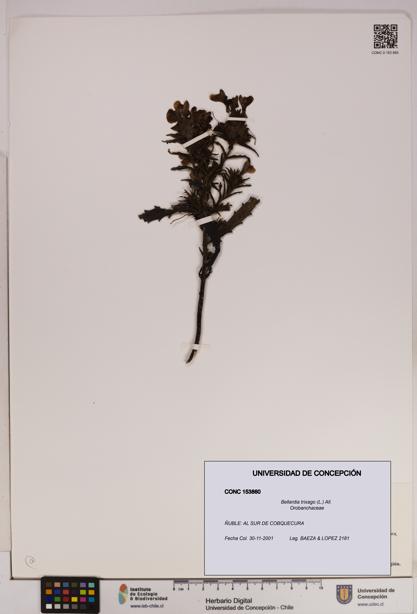 Bellardia trixago [Espécimen: UDEC:CONC:0153860]