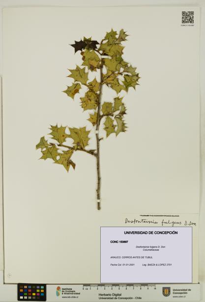 Desfontainia fulgens [Espécimen: UDEC:CONC:0153897]