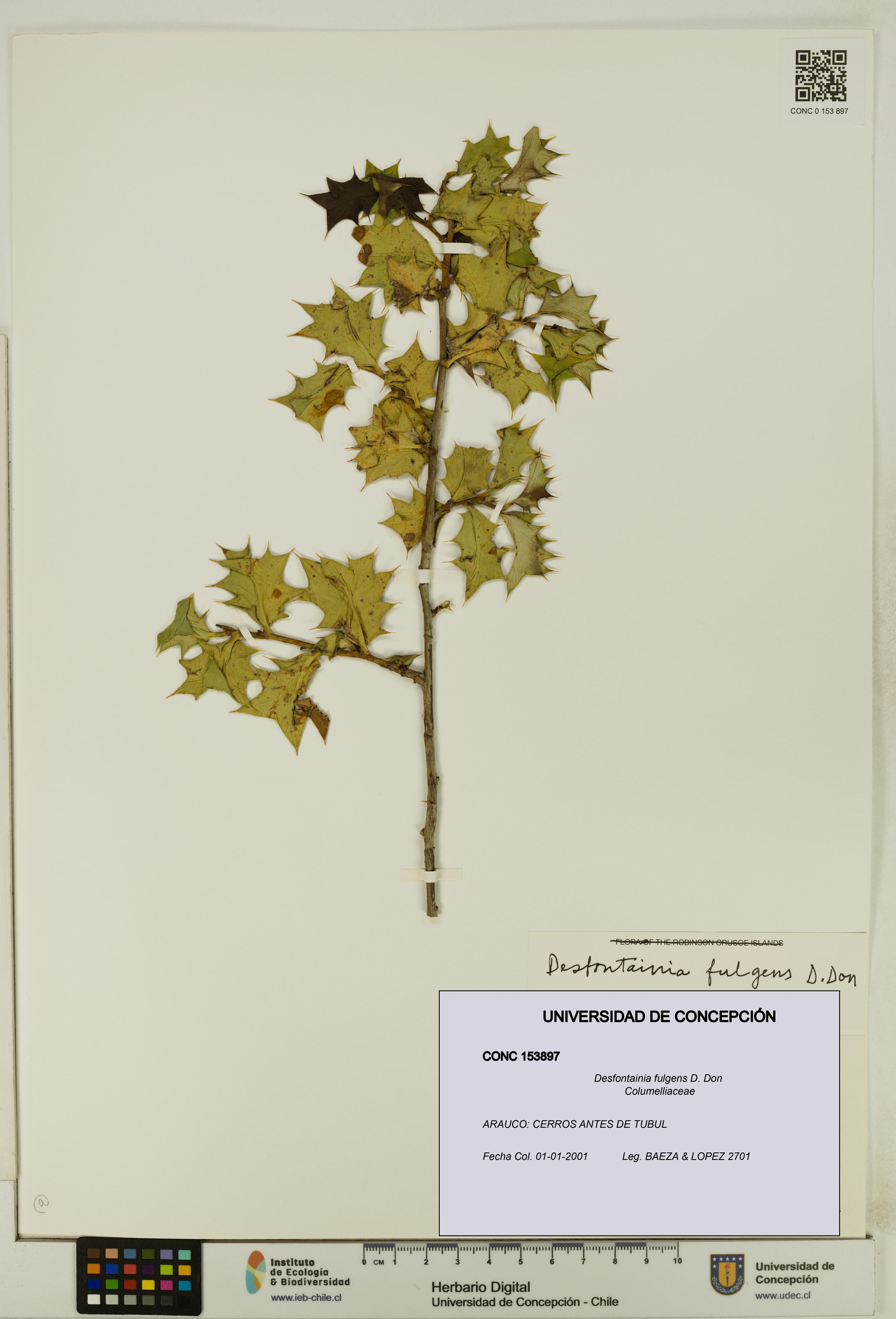 Desfontainia fulgens [Espécimen: UDEC:CONC:0153897]