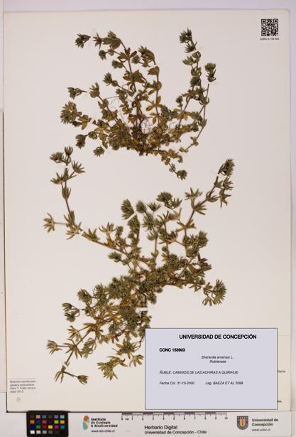 Sherardia arvensis [Espécimen: UDEC:CONC:0153903]