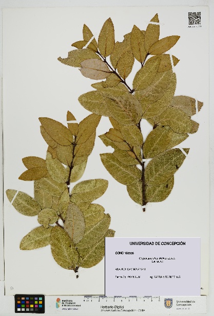 Cryptocarya alba [Espécimen: UDEC:CONC:0153906]