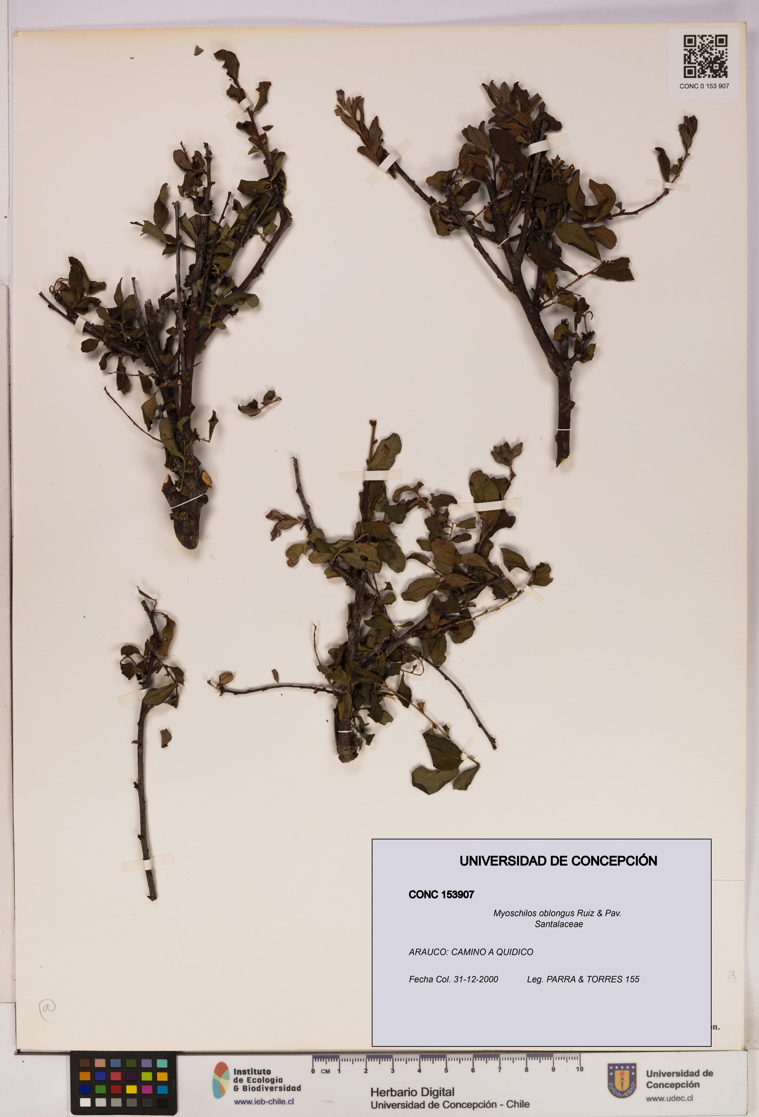 Myoschilos oblongus [Espécimen: UDEC:CONC:0153907]