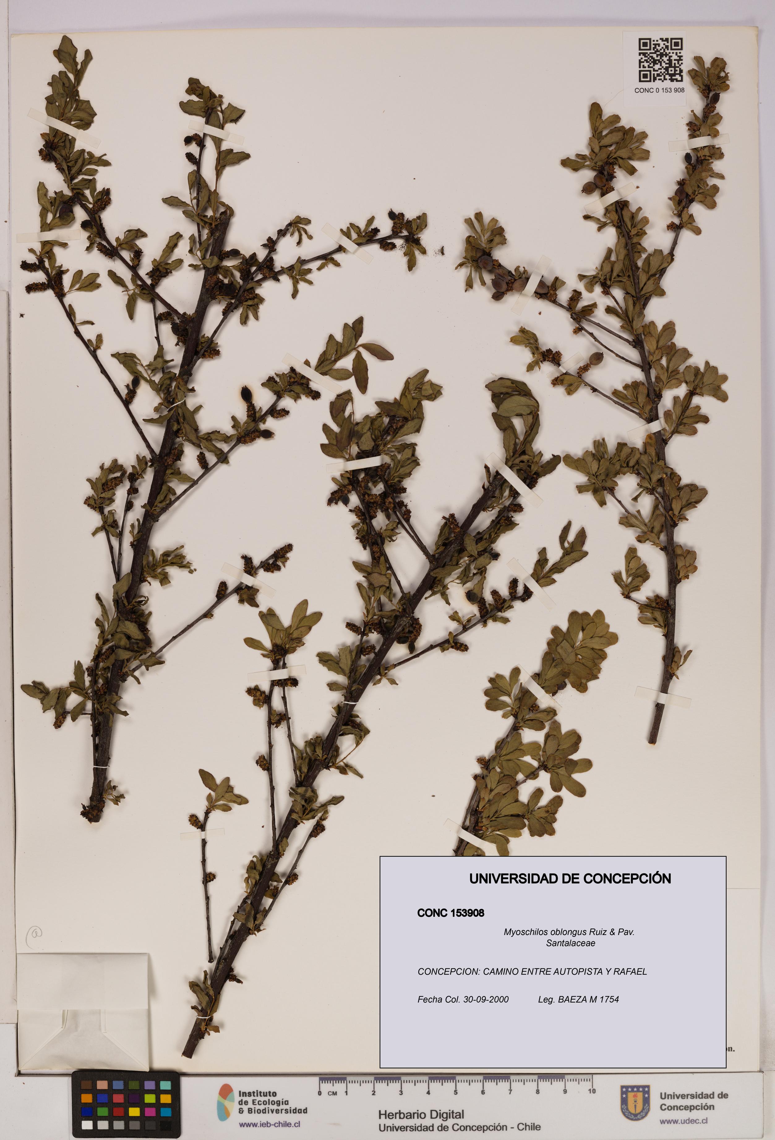 Myoschilos oblongus [Espécimen: UDEC:CONC:0153908]