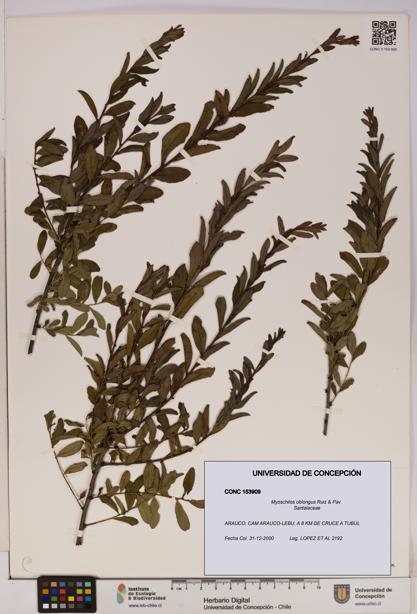 Myoschilos oblongus [Espécimen: UDEC:CONC:0153909]