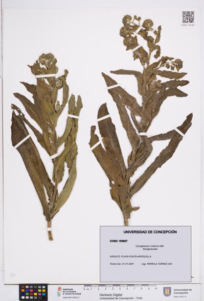 Cynoglossum creticum [Espécimen: ]