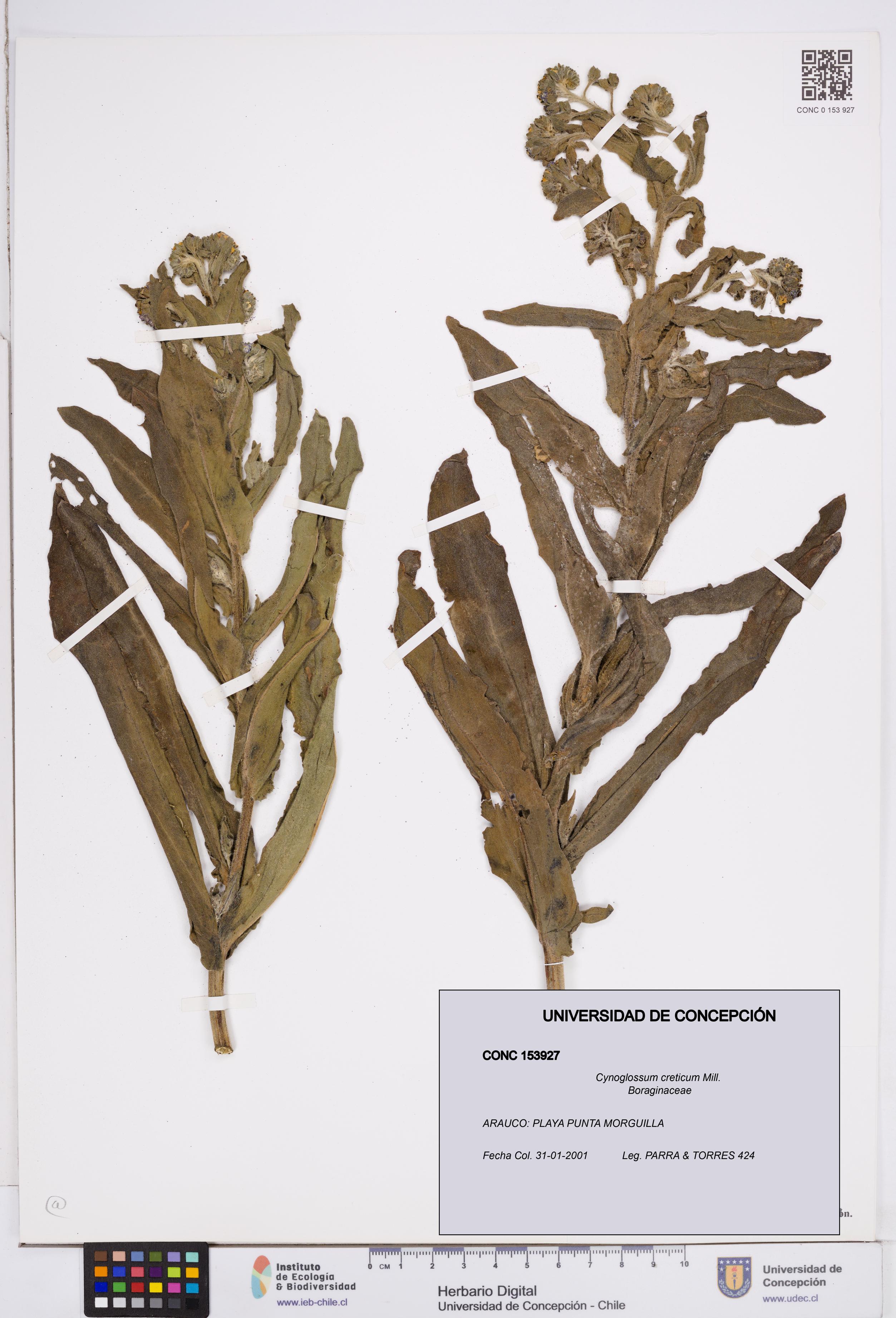 Cynoglossum creticum [Espécimen: ]
