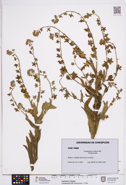 Cynoglossum creticum [Espécimen: ]