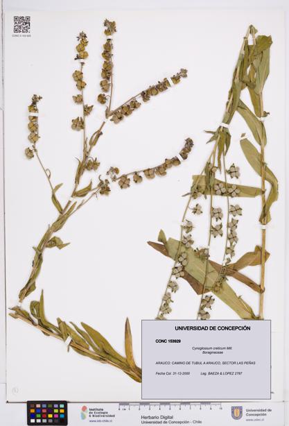 Cynoglossum creticum [Espécimen: ]