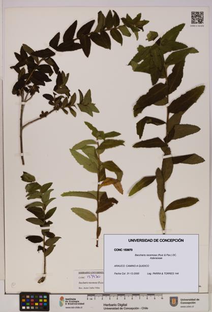 Baccharis racemosa [Espécimen: UDEC:CONC:0153970]