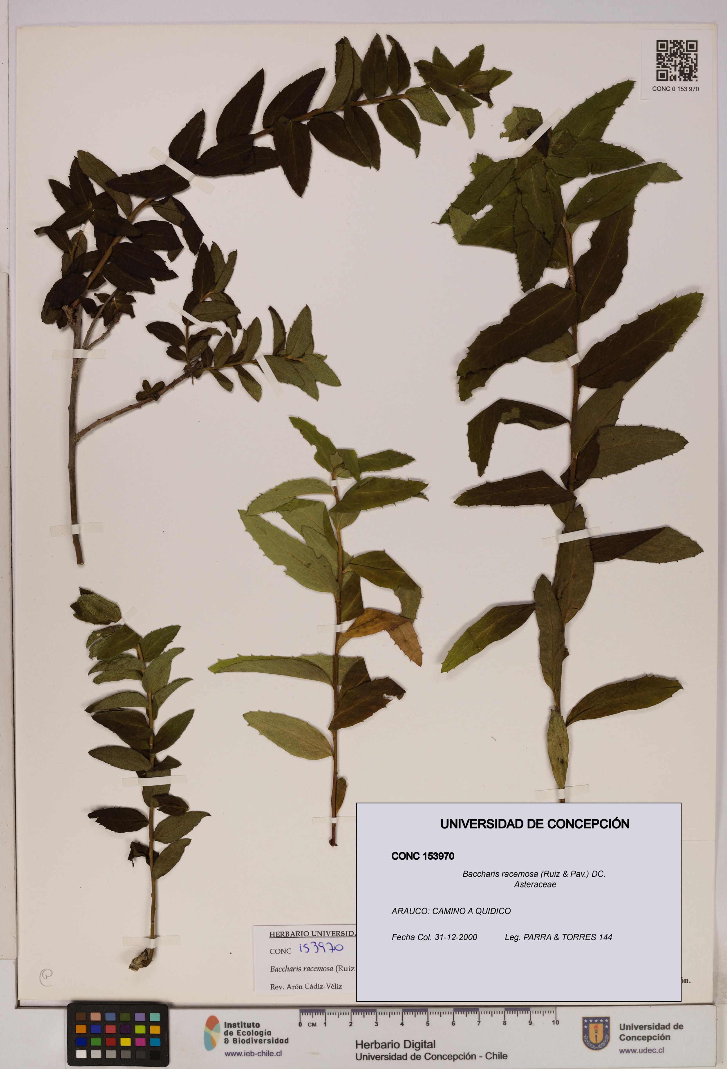Baccharis racemosa [Espécimen: UDEC:CONC:0153970]