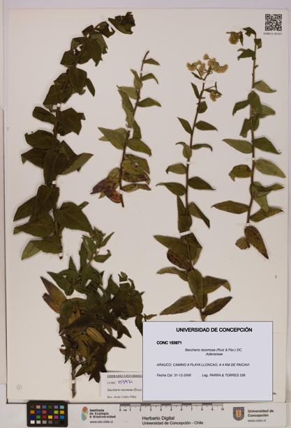 Baccharis racemosa [Espécimen: UDEC:CONC:0153971]