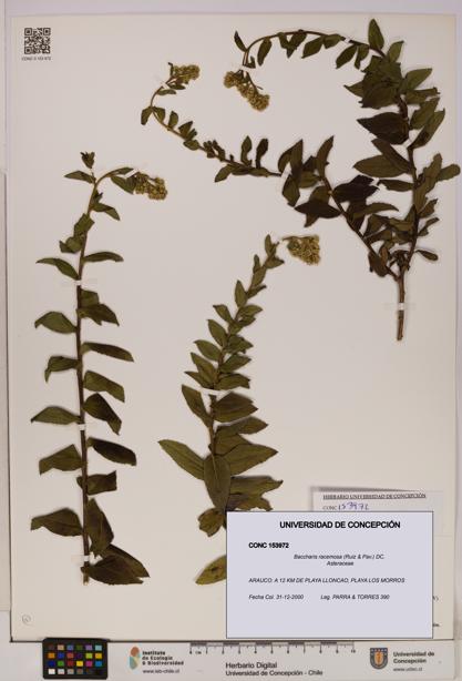 Baccharis racemosa [Espécimen: UDEC:CONC:0153972]