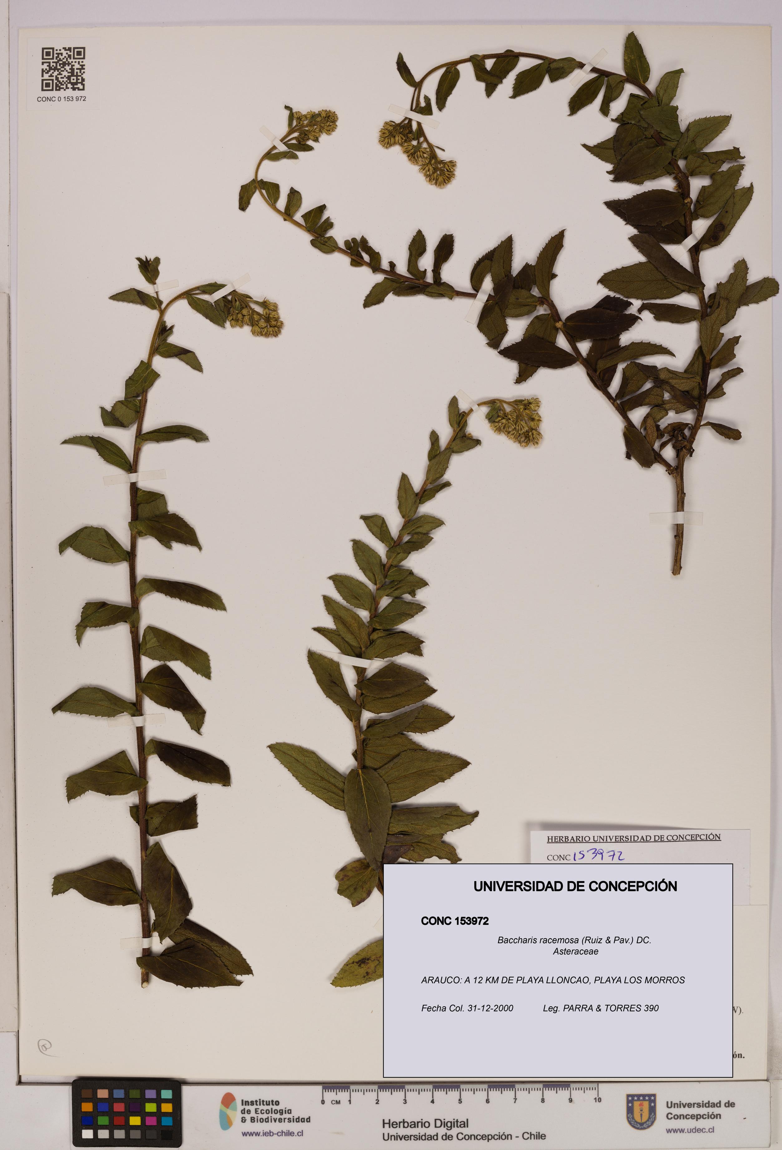 Baccharis racemosa [Espécimen: UDEC:CONC:0153972]
