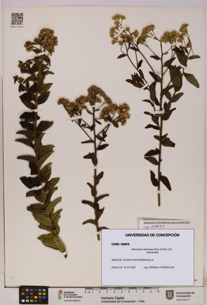 Baccharis racemosa [Espécimen: UDEC:CONC:0153973]