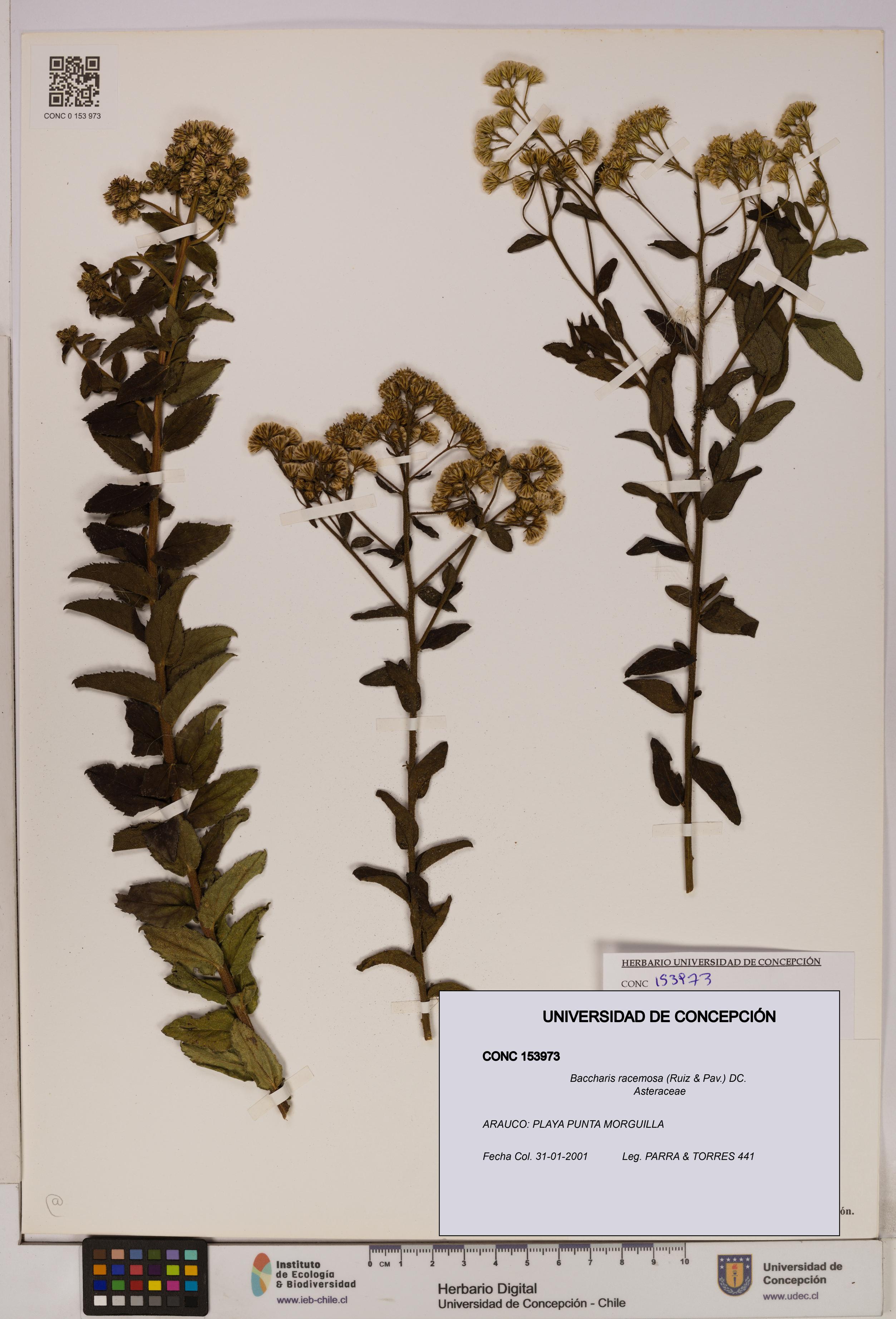 Baccharis racemosa [Espécimen: UDEC:CONC:0153973]