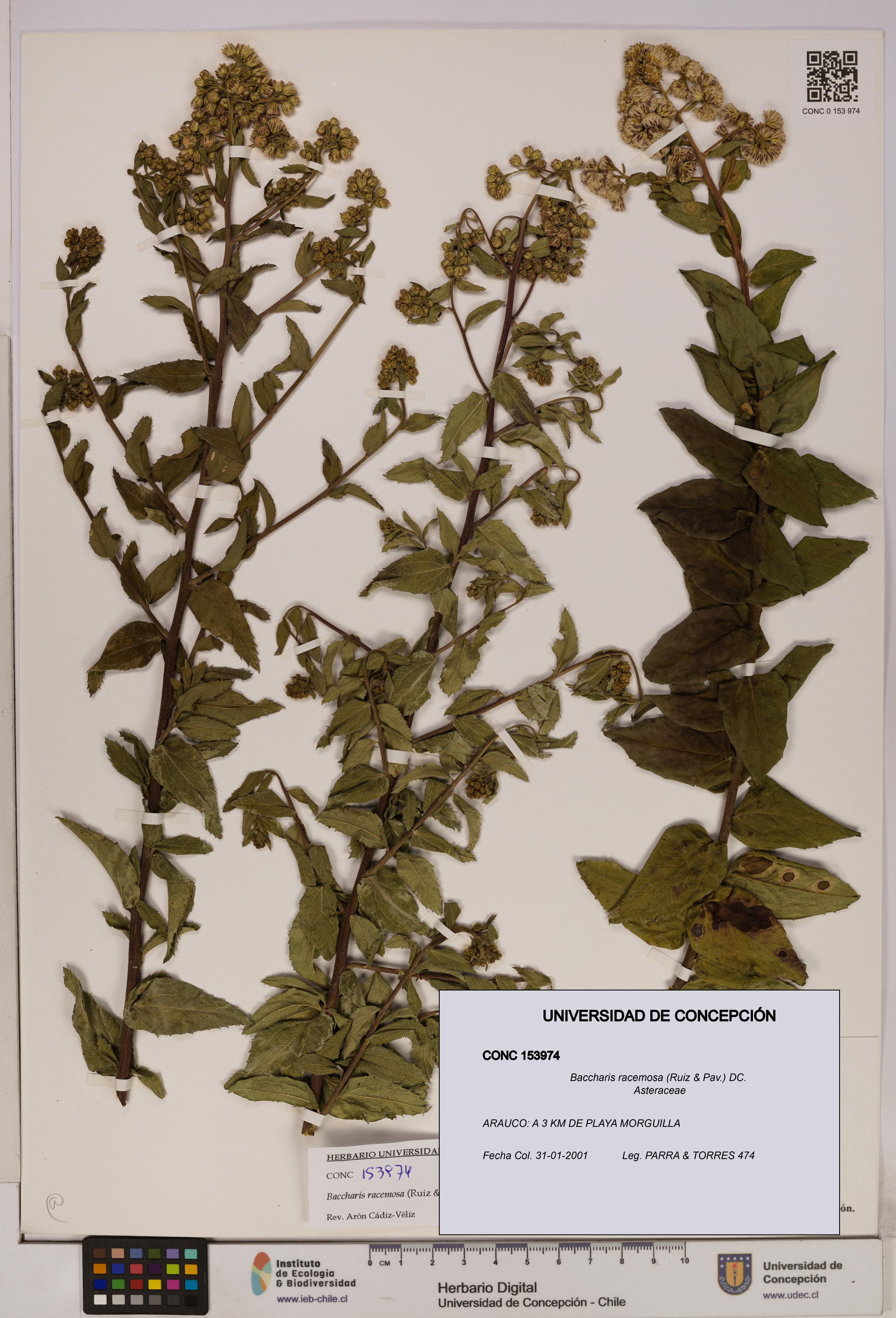Baccharis racemosa [Espécimen: UDEC:CONC:0153974]