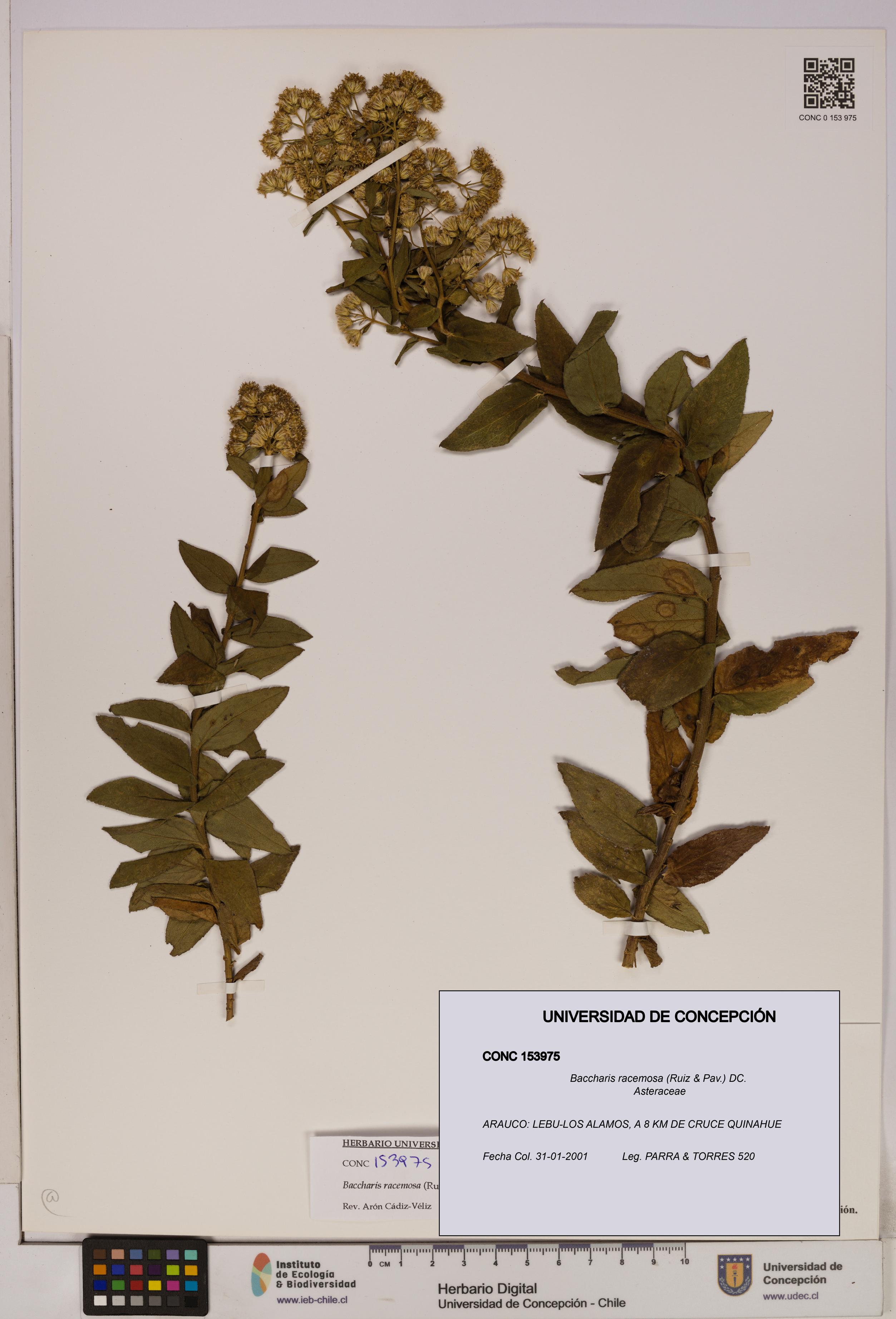 Baccharis racemosa [Espécimen: UDEC:CONC:0153975]