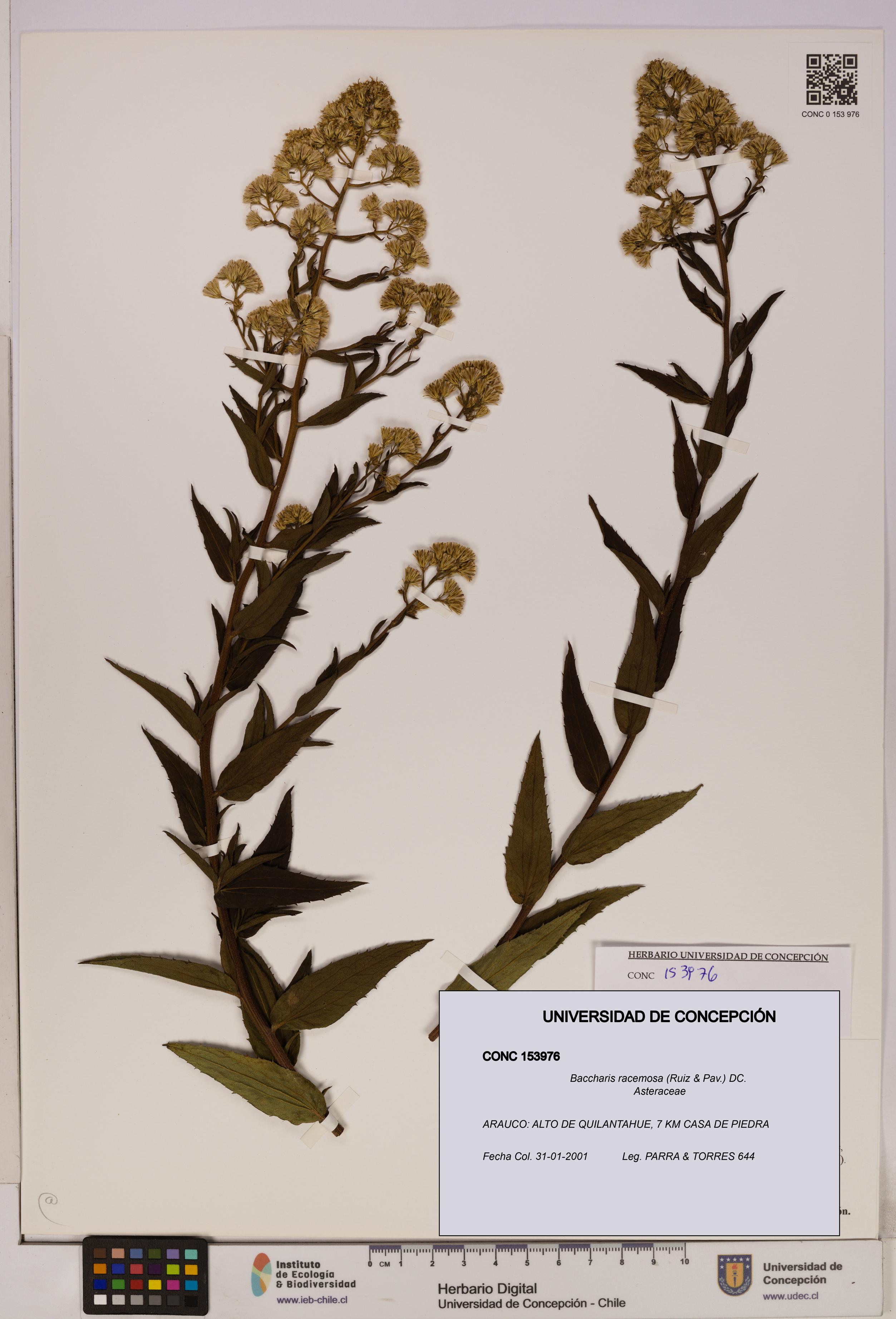 Baccharis racemosa [Espécimen: UDEC:CONC:0153976]