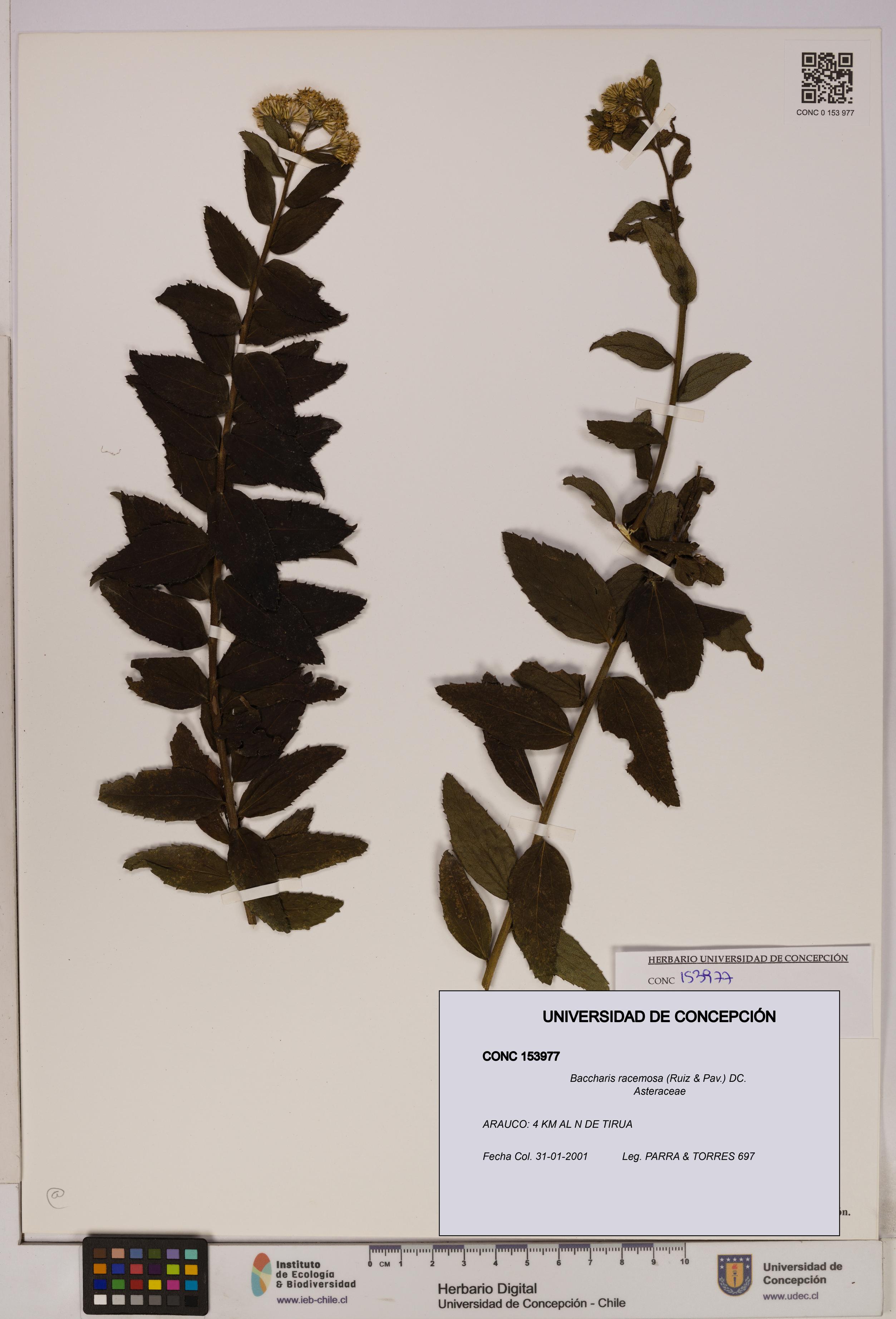 Baccharis racemosa [Espécimen: UDEC:CONC:0153977]