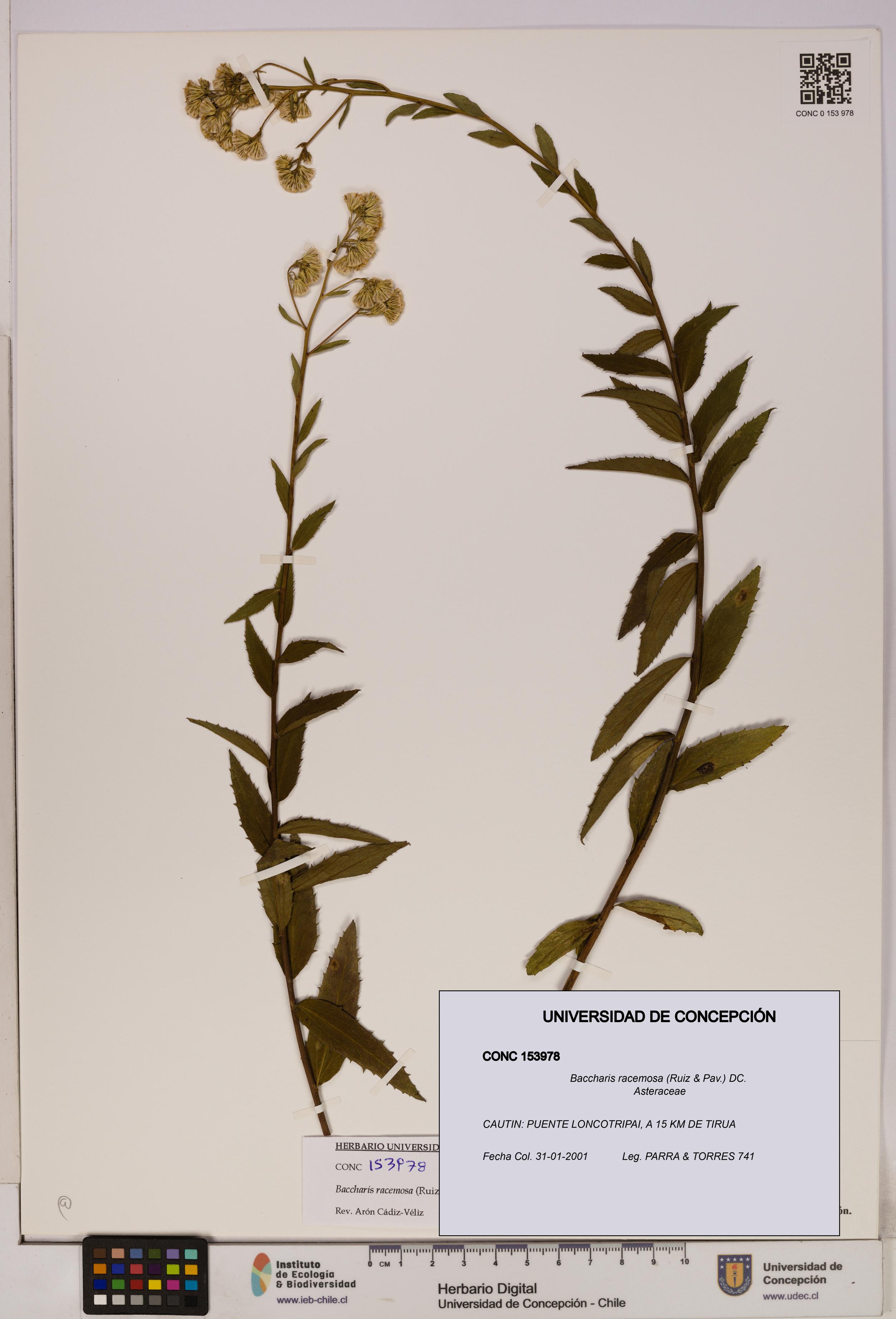 Baccharis racemosa [Espécimen: UDEC:CONC:0153978]