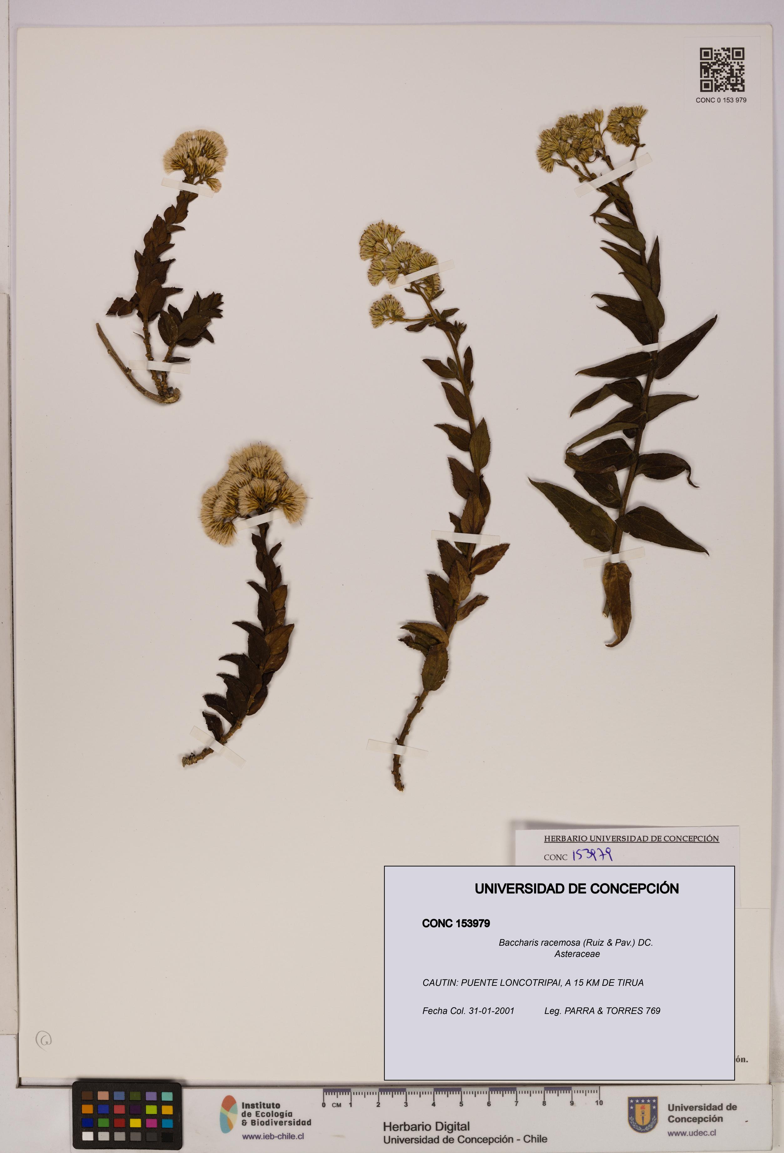 Baccharis racemosa [Espécimen: UDEC:CONC:0153979]
