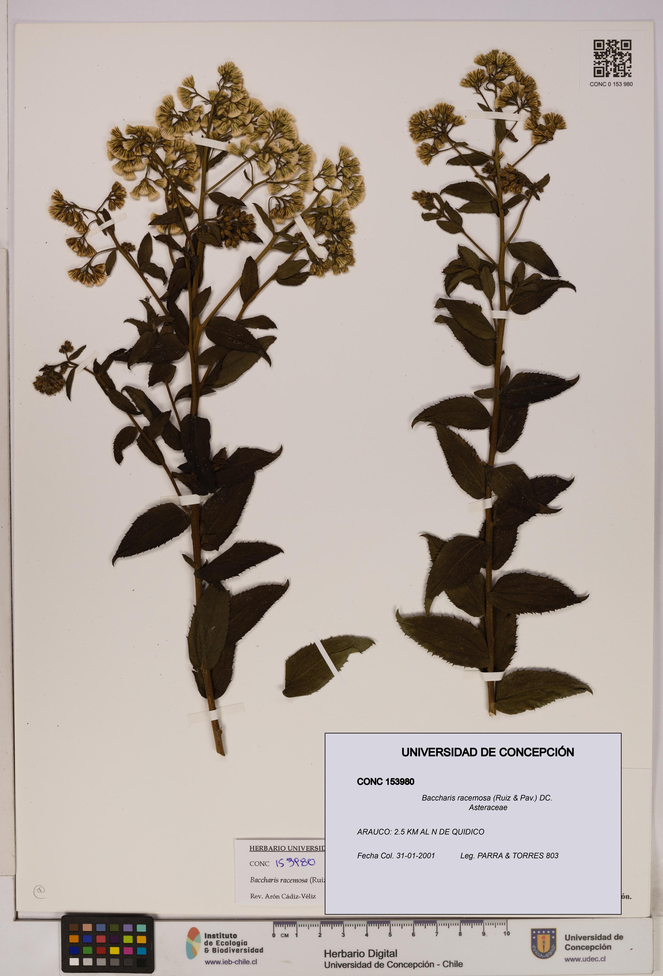 Baccharis racemosa [Espécimen: UDEC:CONC:0153980]