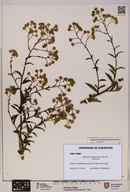 Baccharis racemosa [Espécimen: UDEC:CONC:0153981]