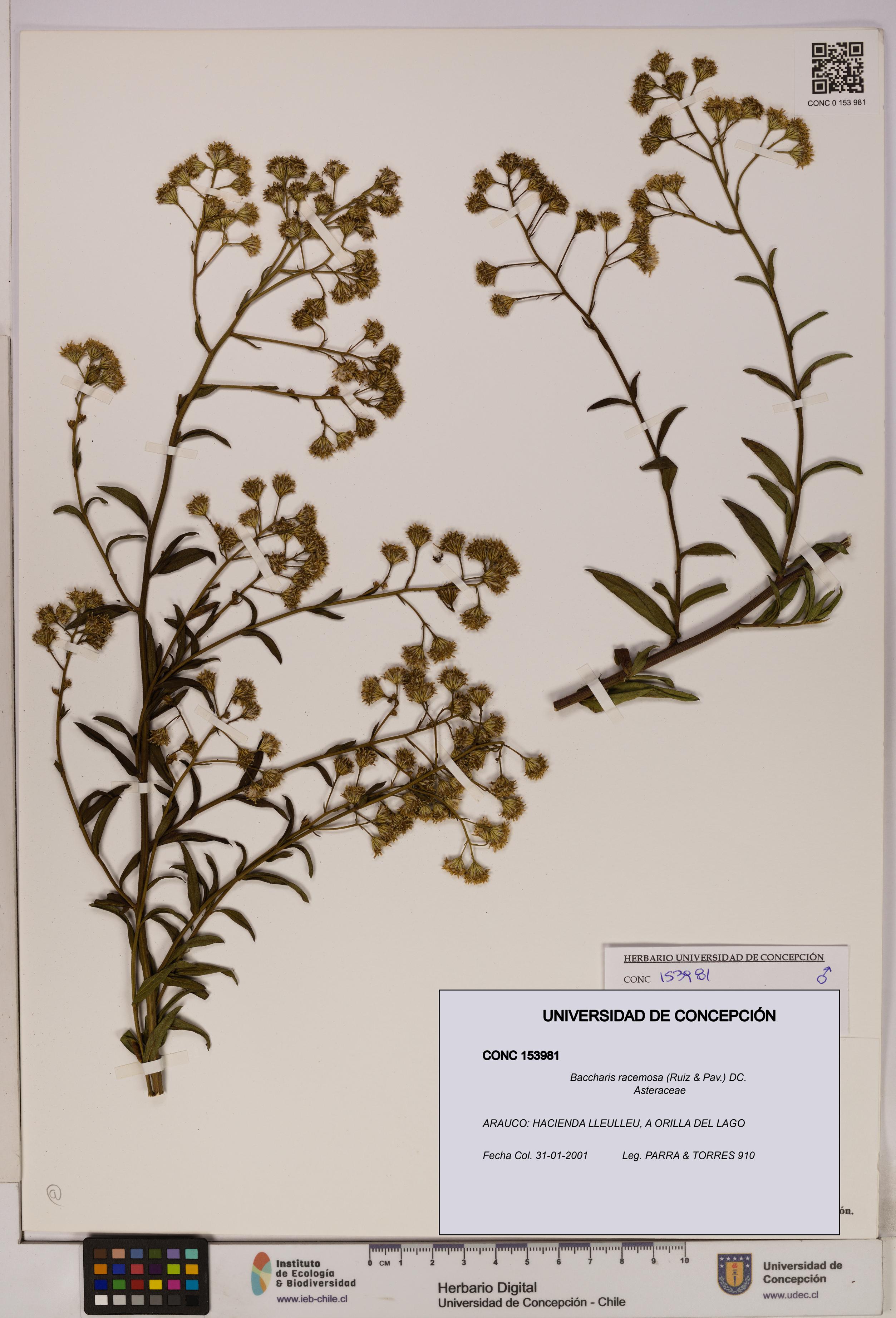 Baccharis racemosa [Espécimen: UDEC:CONC:0153981]