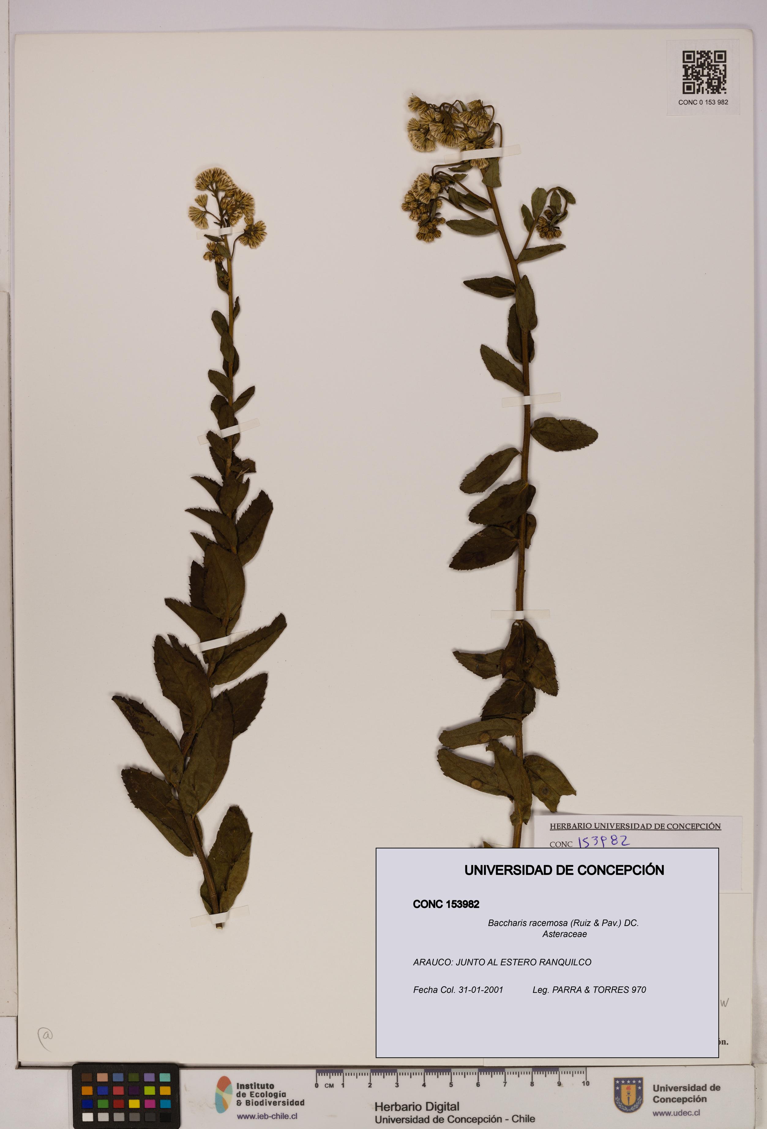 Baccharis racemosa [Espécimen: UDEC:CONC:0153982]