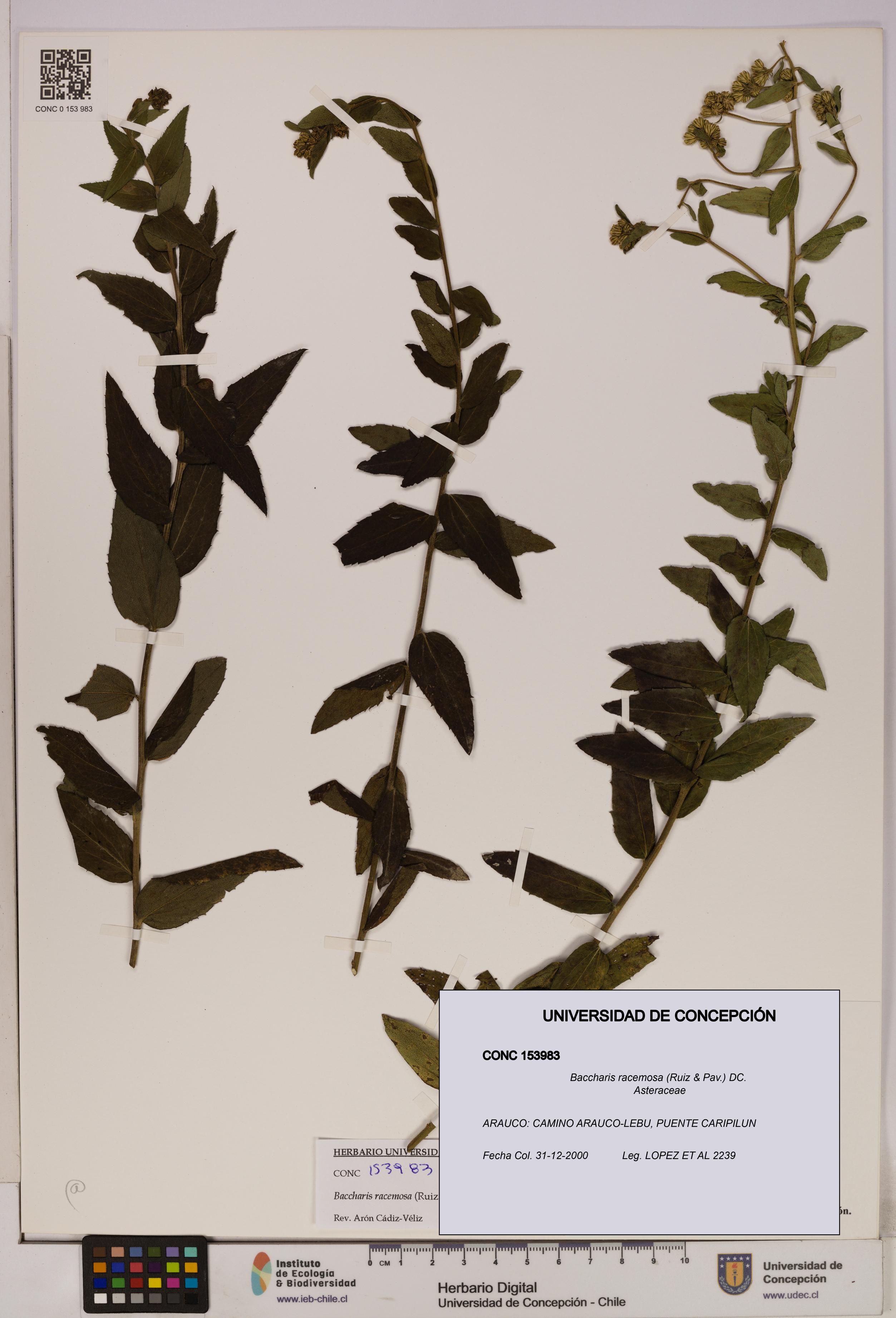 Baccharis racemosa [Espécimen: UDEC:CONC:0153983]