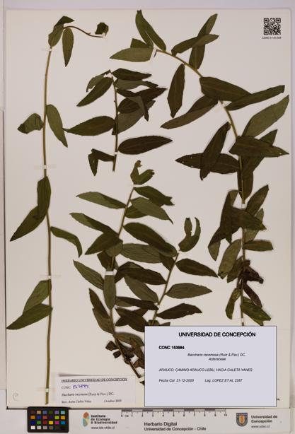Baccharis racemosa [Espécimen: UDEC:CONC:0153984]