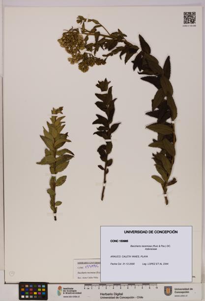 Baccharis racemosa [Espécimen: UDEC:CONC:0153985]
