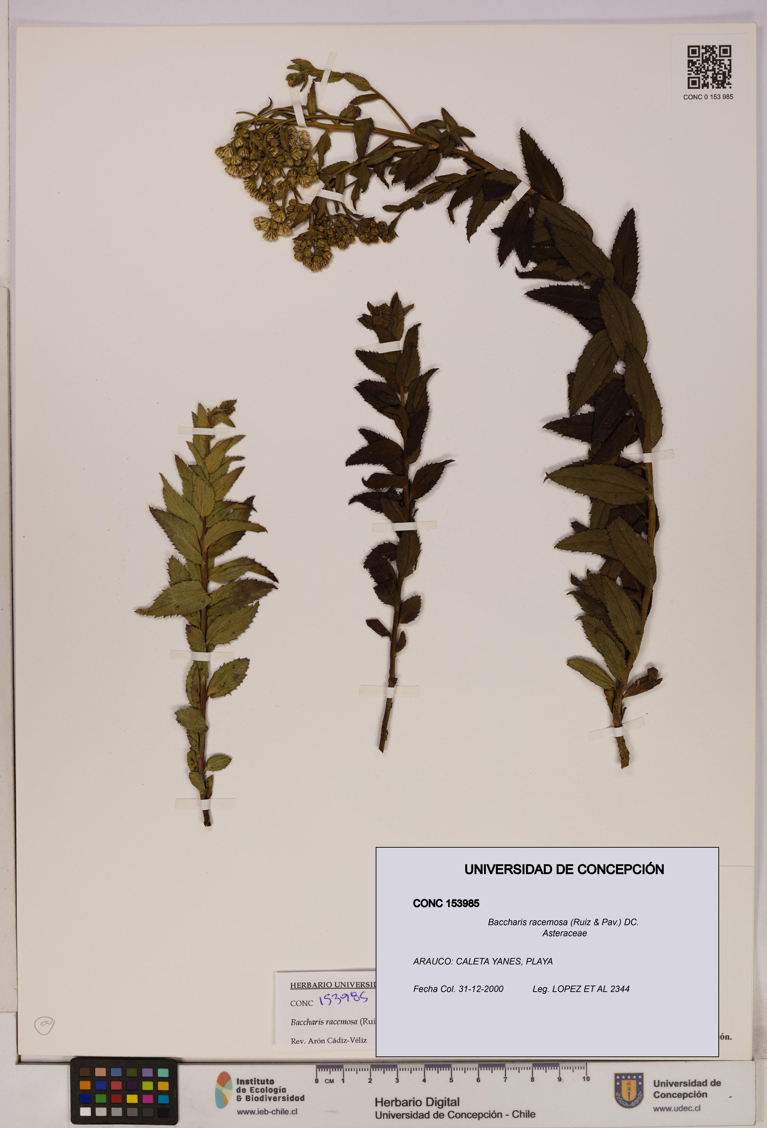 Baccharis racemosa [Espécimen: UDEC:CONC:0153985]