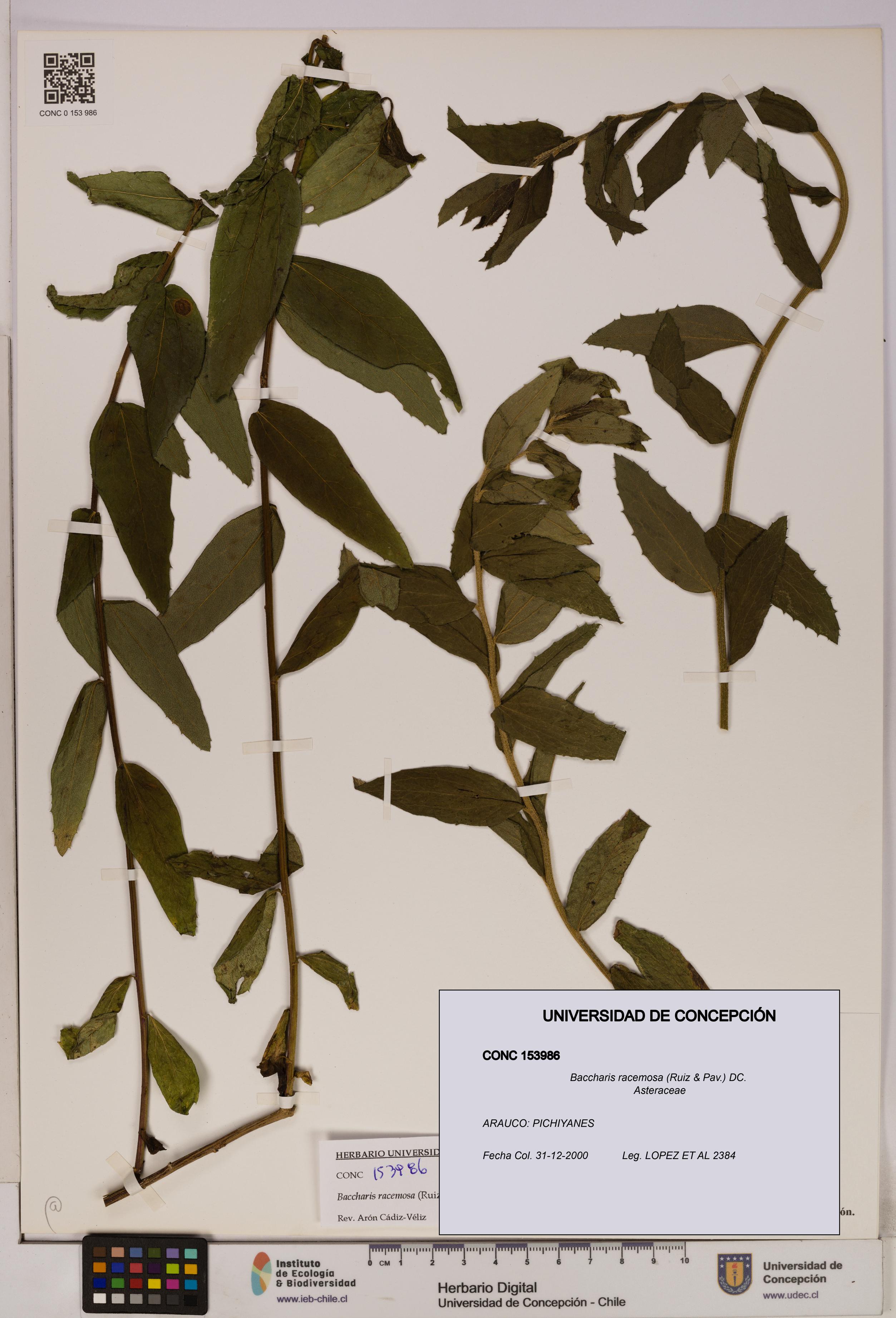 Baccharis racemosa [Espécimen: UDEC:CONC:0153986]