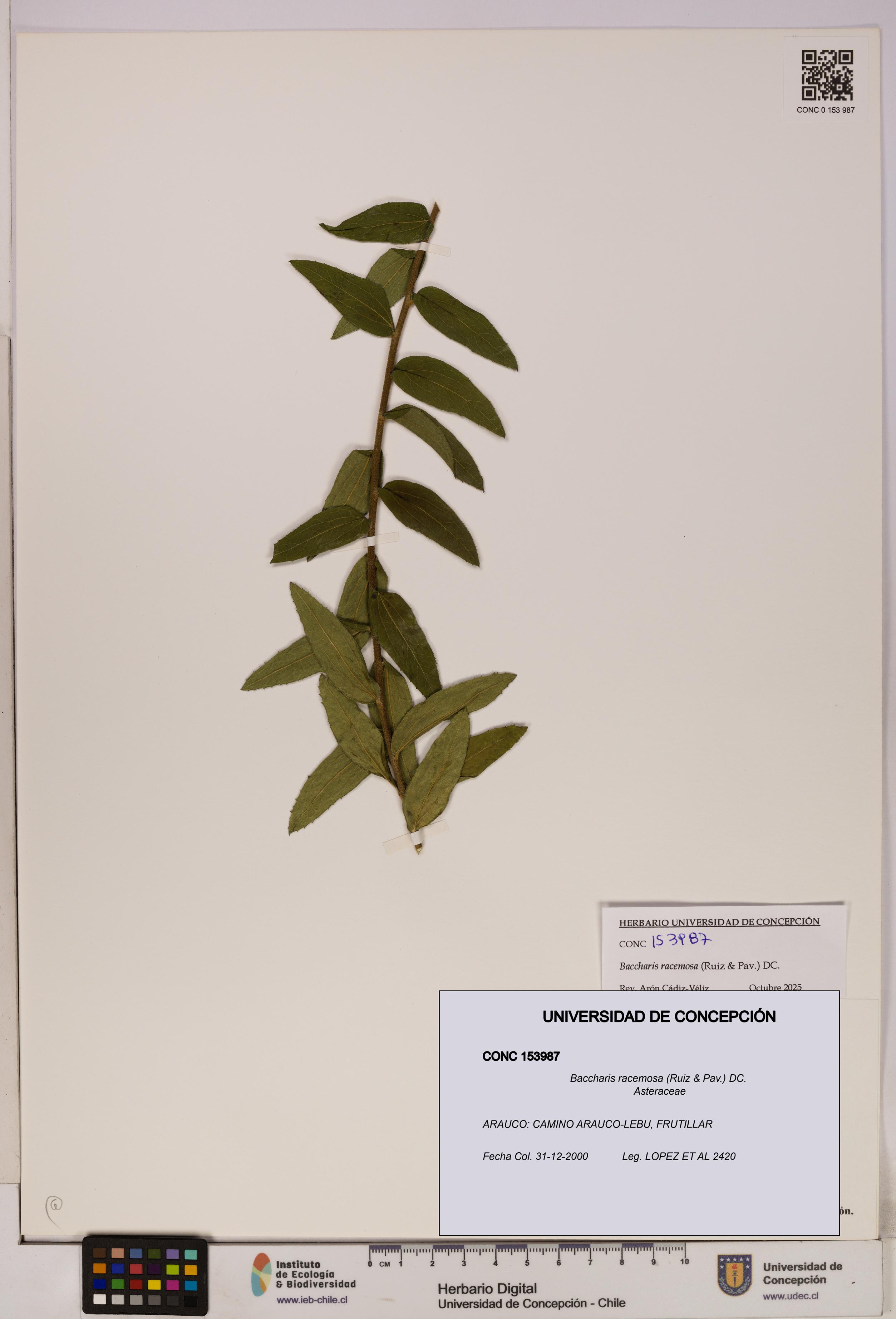 Baccharis racemosa [Espécimen: UDEC:CONC:0153987]