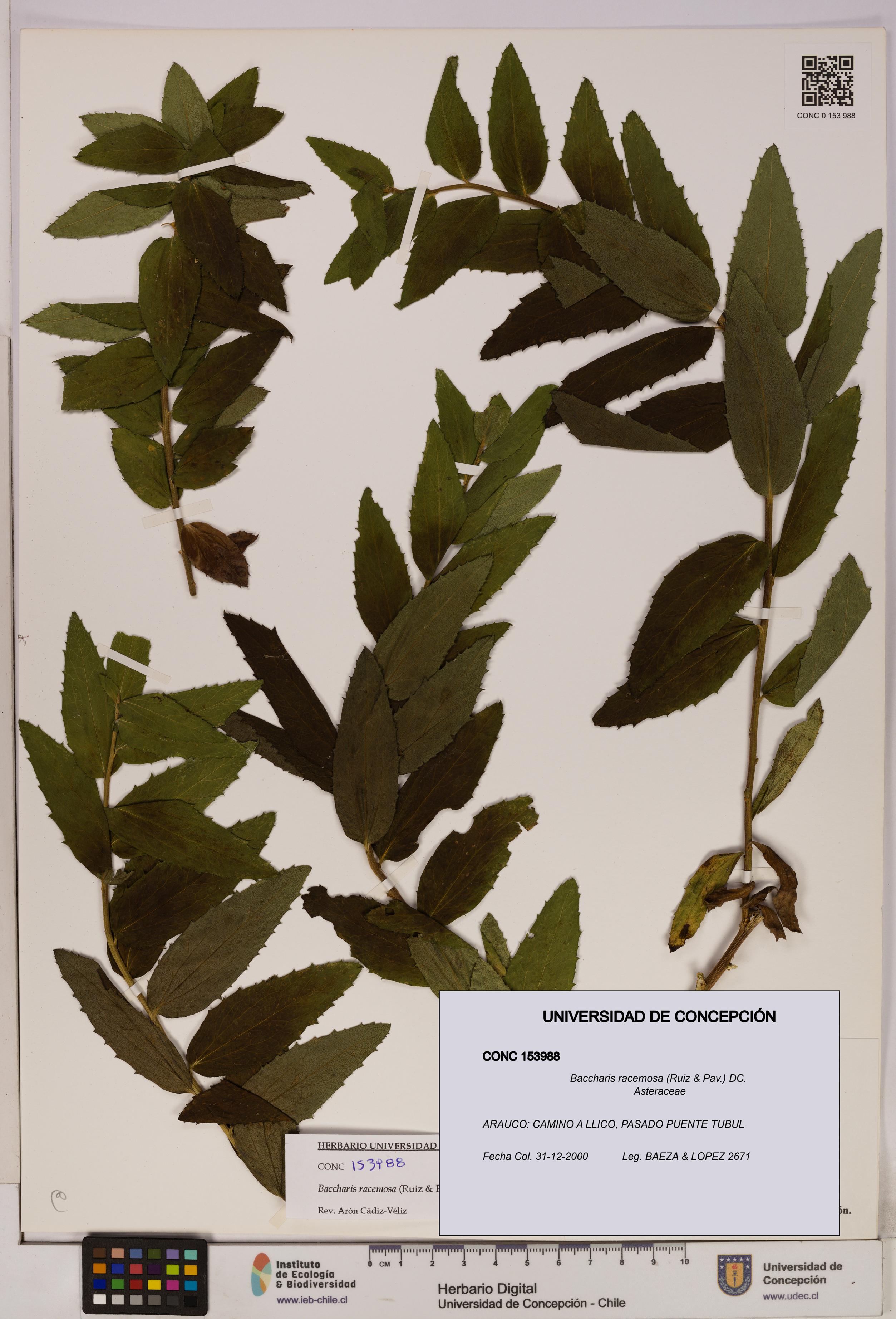 Baccharis racemosa [Espécimen: UDEC:CONC:0153988]