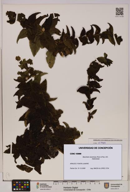 Baccharis racemosa [Espécimen: UDEC:CONC:0153989]