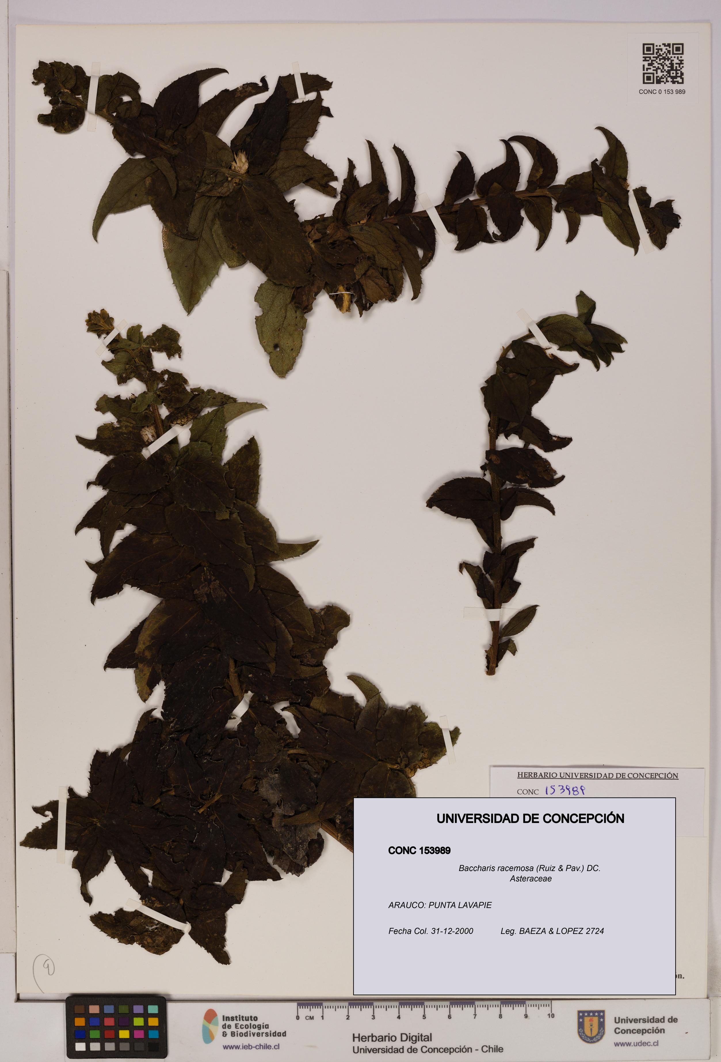 Baccharis racemosa [Espécimen: UDEC:CONC:0153989]