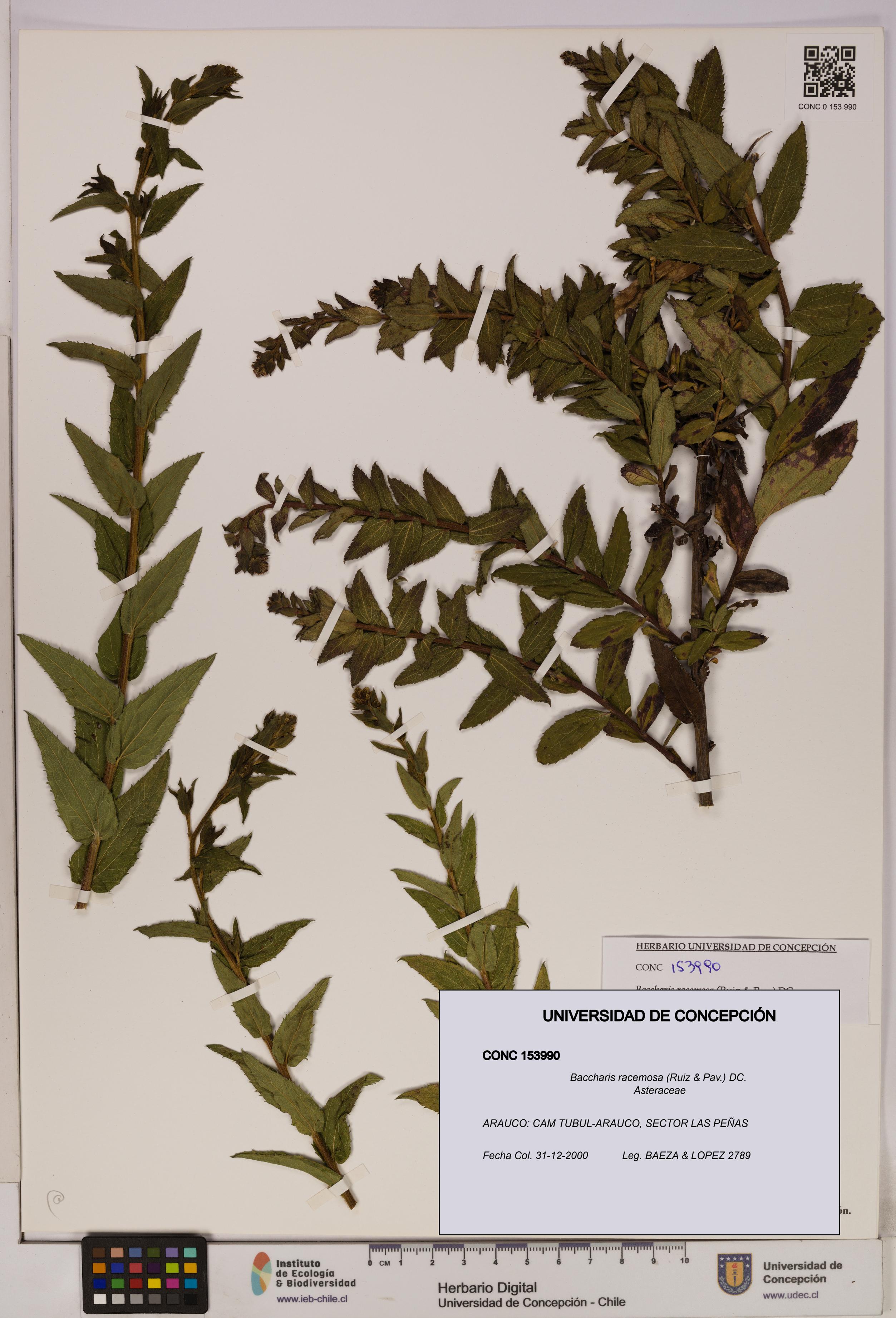 Baccharis racemosa [Espécimen: UDEC:CONC:0153990]