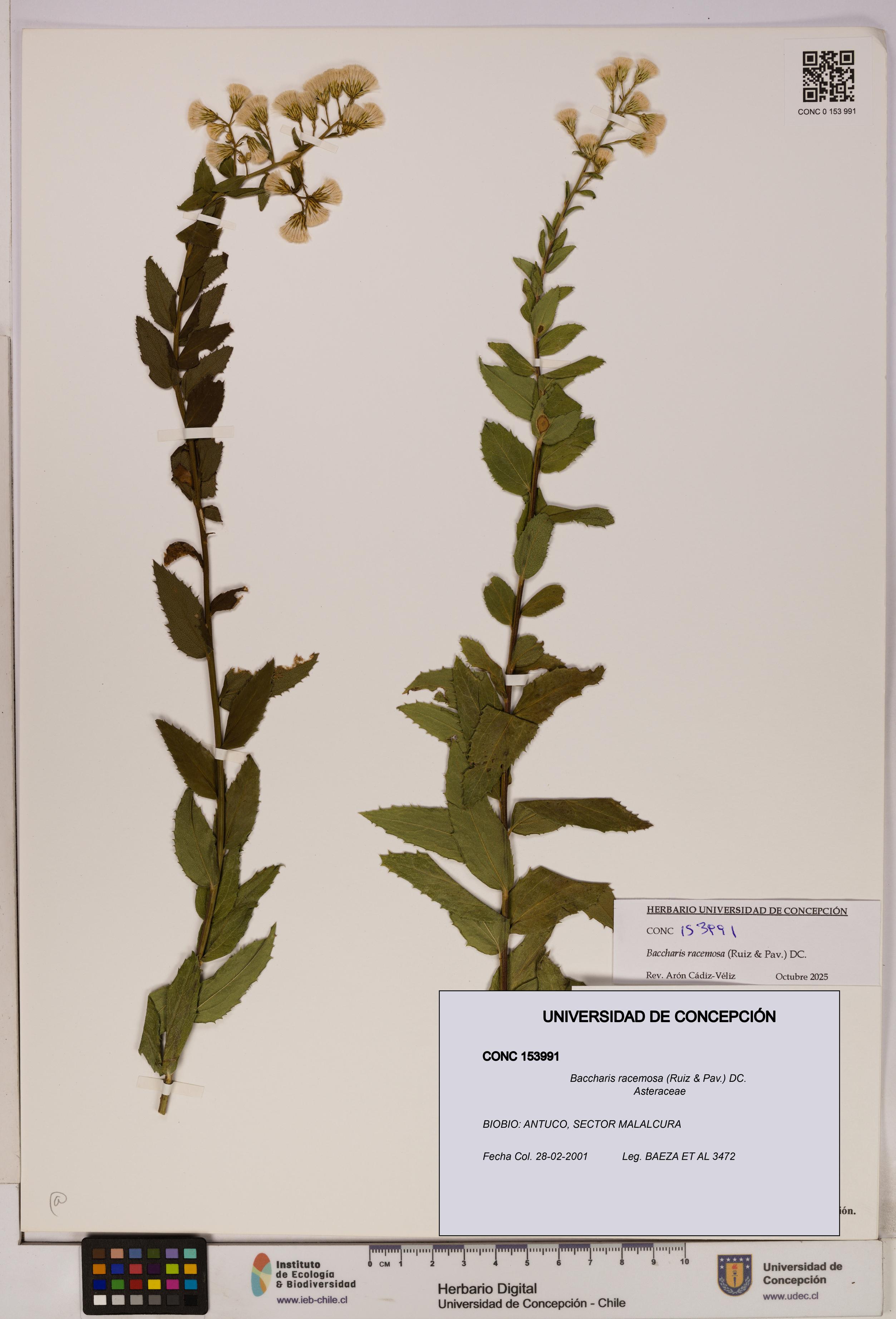 Baccharis racemosa [Espécimen: UDEC:CONC:0153991]