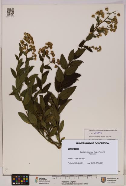 Baccharis racemosa [Espécimen: UDEC:CONC:0153992]