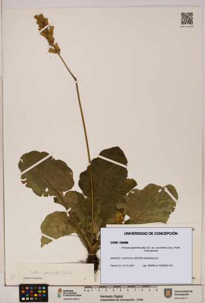 Francoa appendiculata [Espécimen: ]