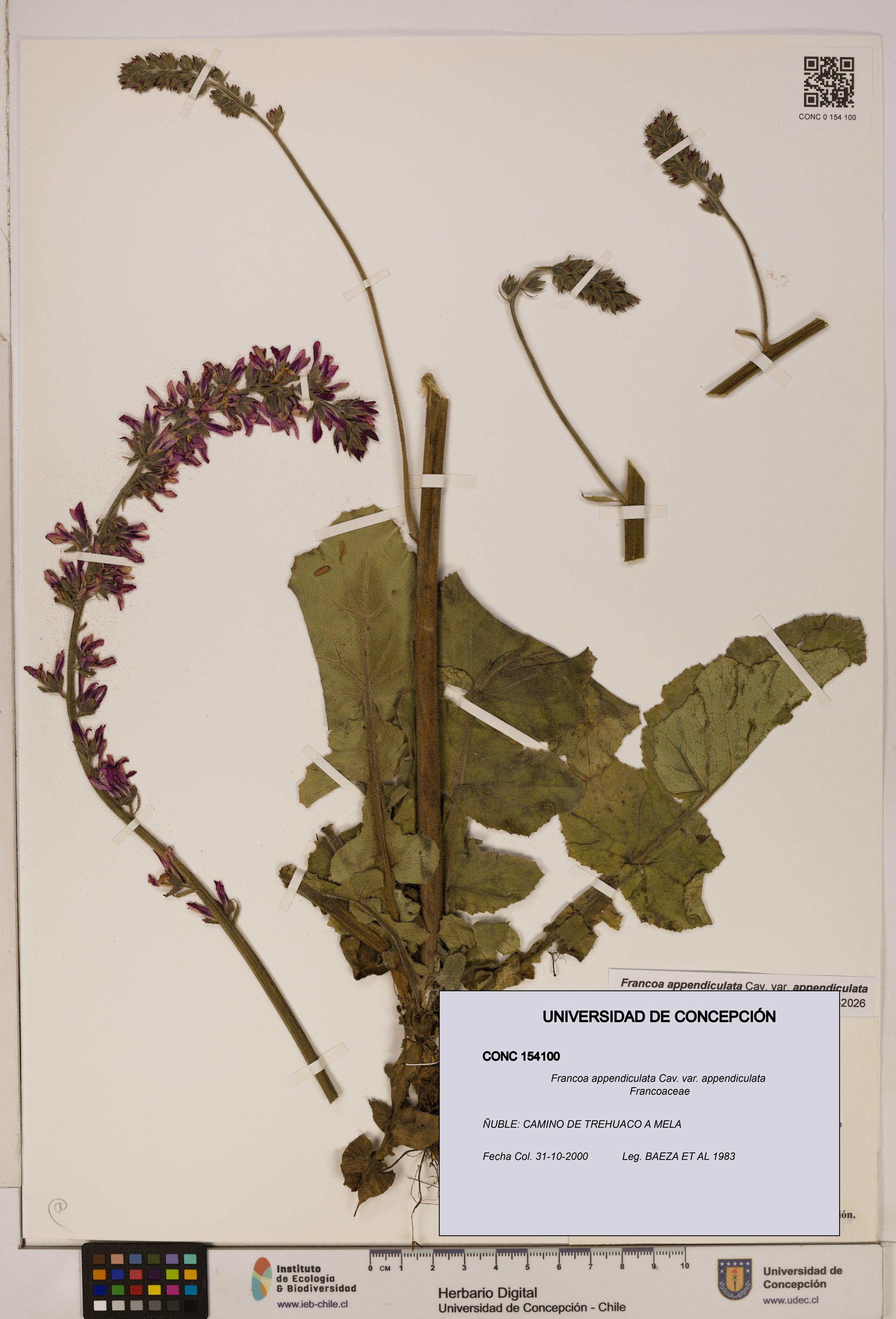Francoa appendiculata [Espécimen: ]