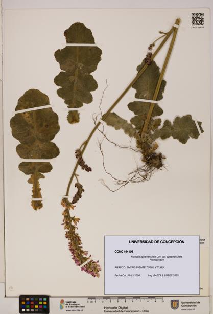 Francoa appendiculata [Espécimen: ]