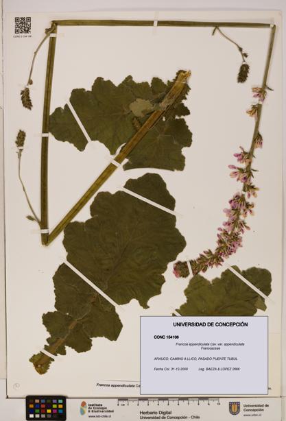 Francoa appendiculata [Espécimen: ]