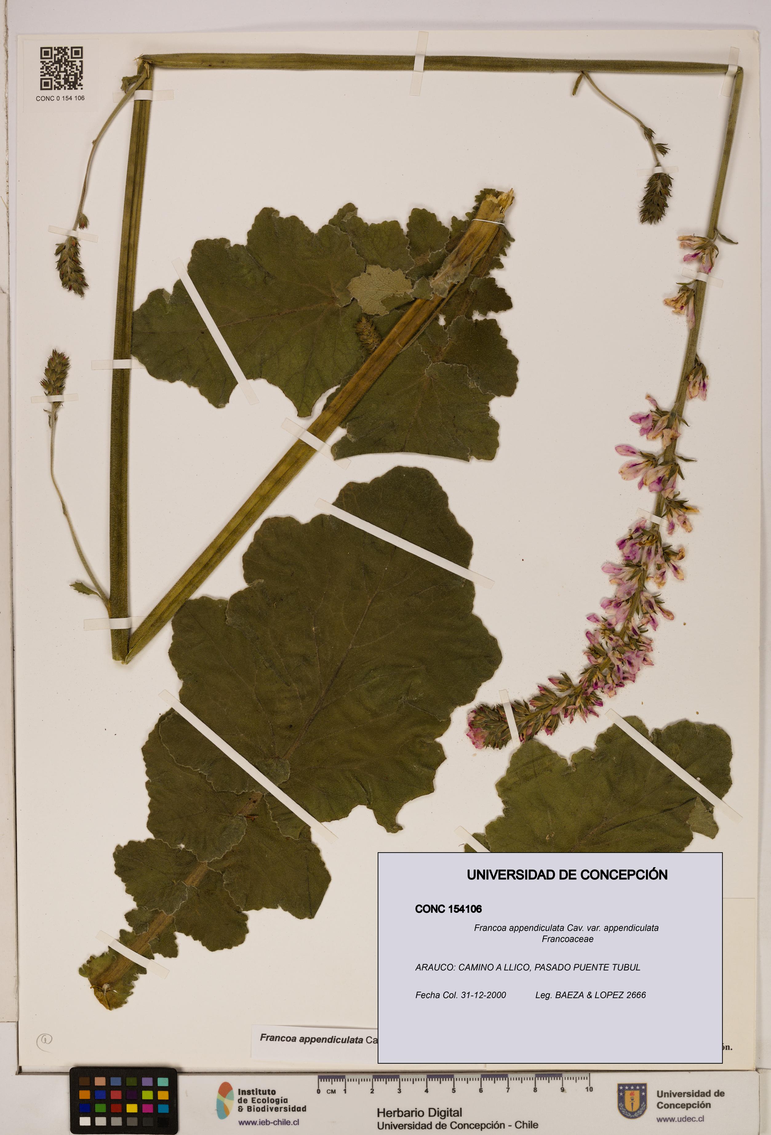 Francoa appendiculata [Espécimen: ]