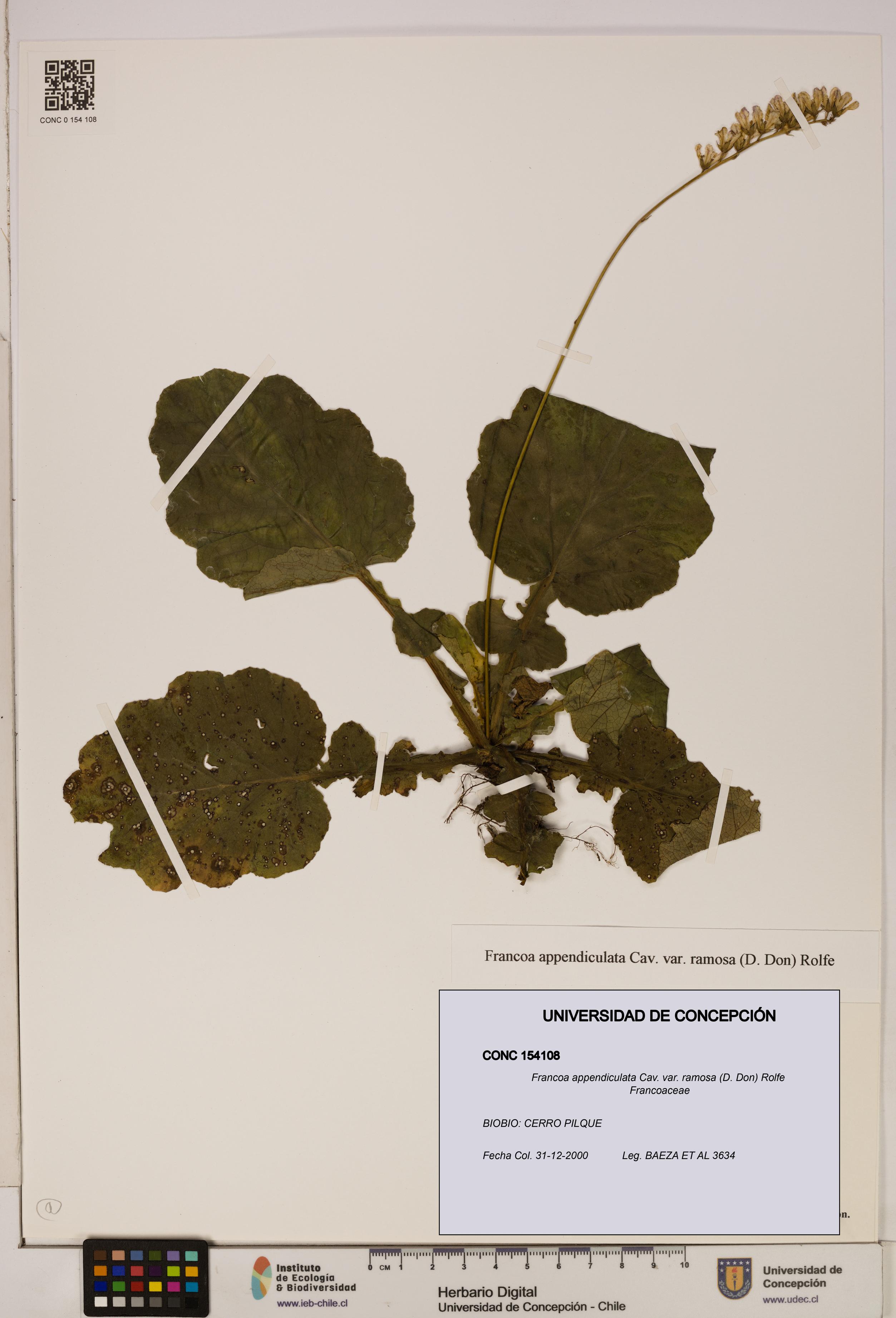 Francoa appendiculata [Espécimen: ]