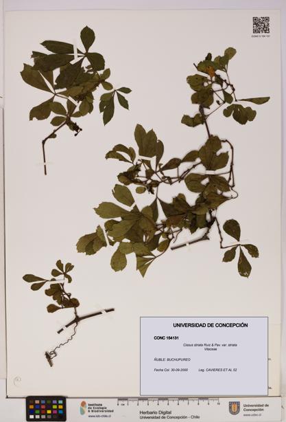 Cissus striata var. striata [Espécimen: UDEC:CONC:0154131]